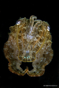 "Staring me Out" Broadclub Cuttlefish in Manado by Debi Henshaw 